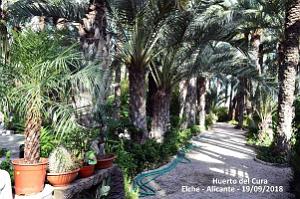 19 ELCHE HUERTO DEL CURA (26)